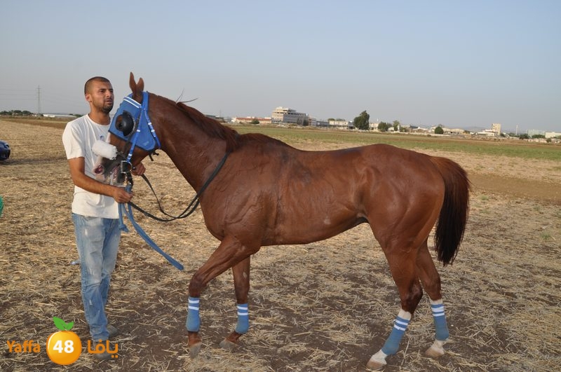 kheil sebaq (12).JPG